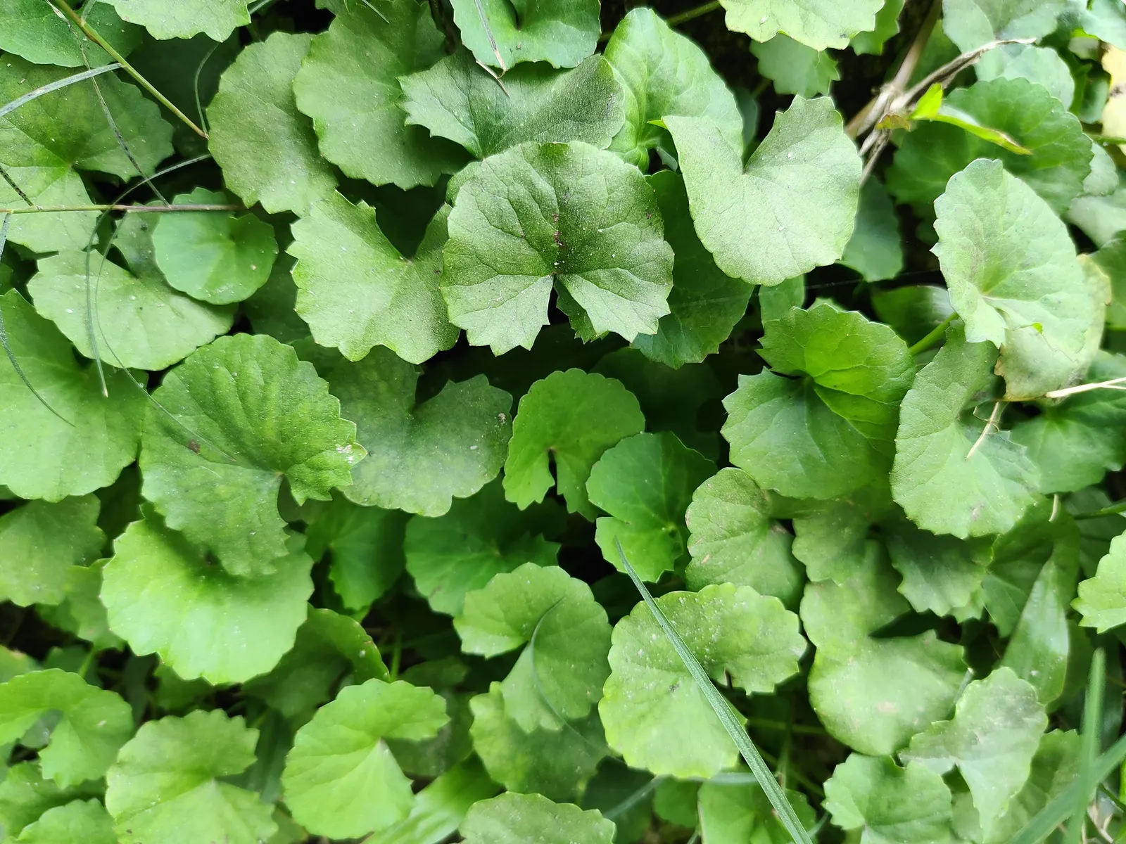 Liverleaf (Hepatica Nobilis) — with a similar spread of 6 to 9 inches; requiring minimal care once established, image 121