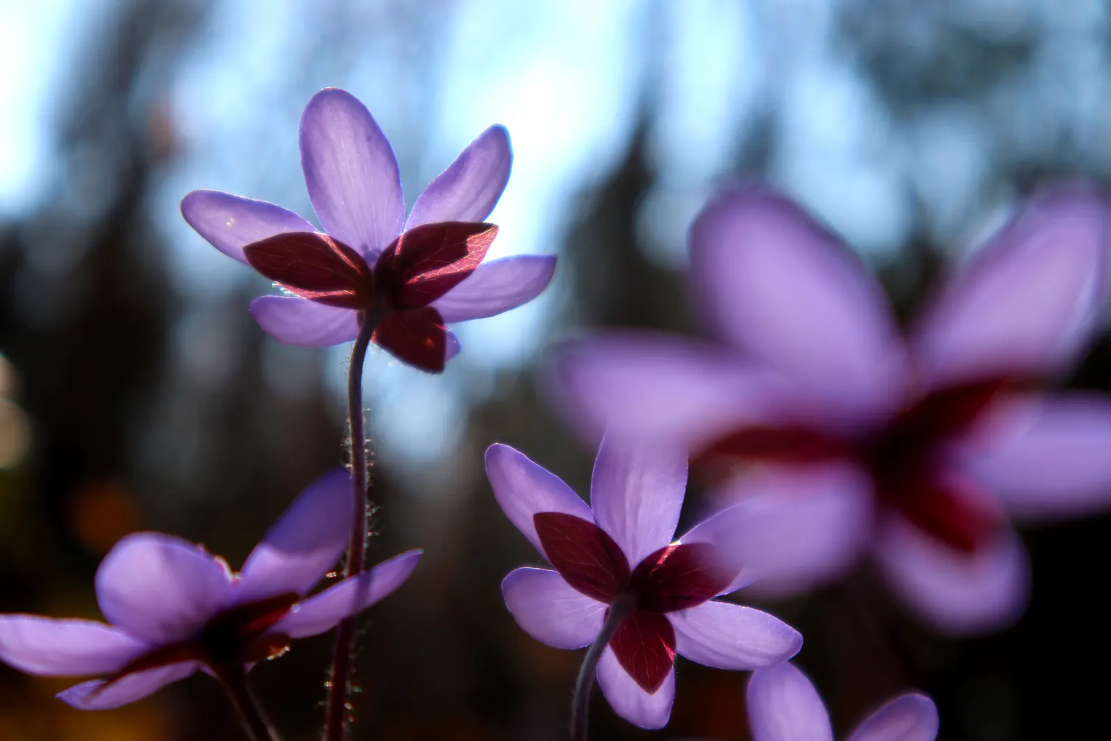 Liverleaf (Hepatica Nobilis) — ground cover / perennial with blue blooms; making it ideal for shaded borders, image 147