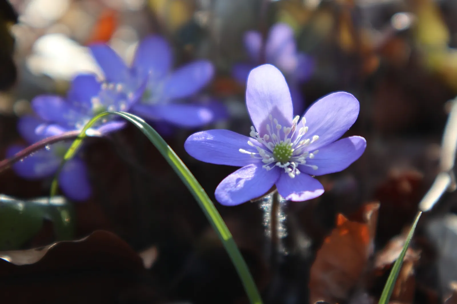 Liverleaf (Hepatica Nobilis) — which is the origin of its name; blue flowers in the garden, image 164