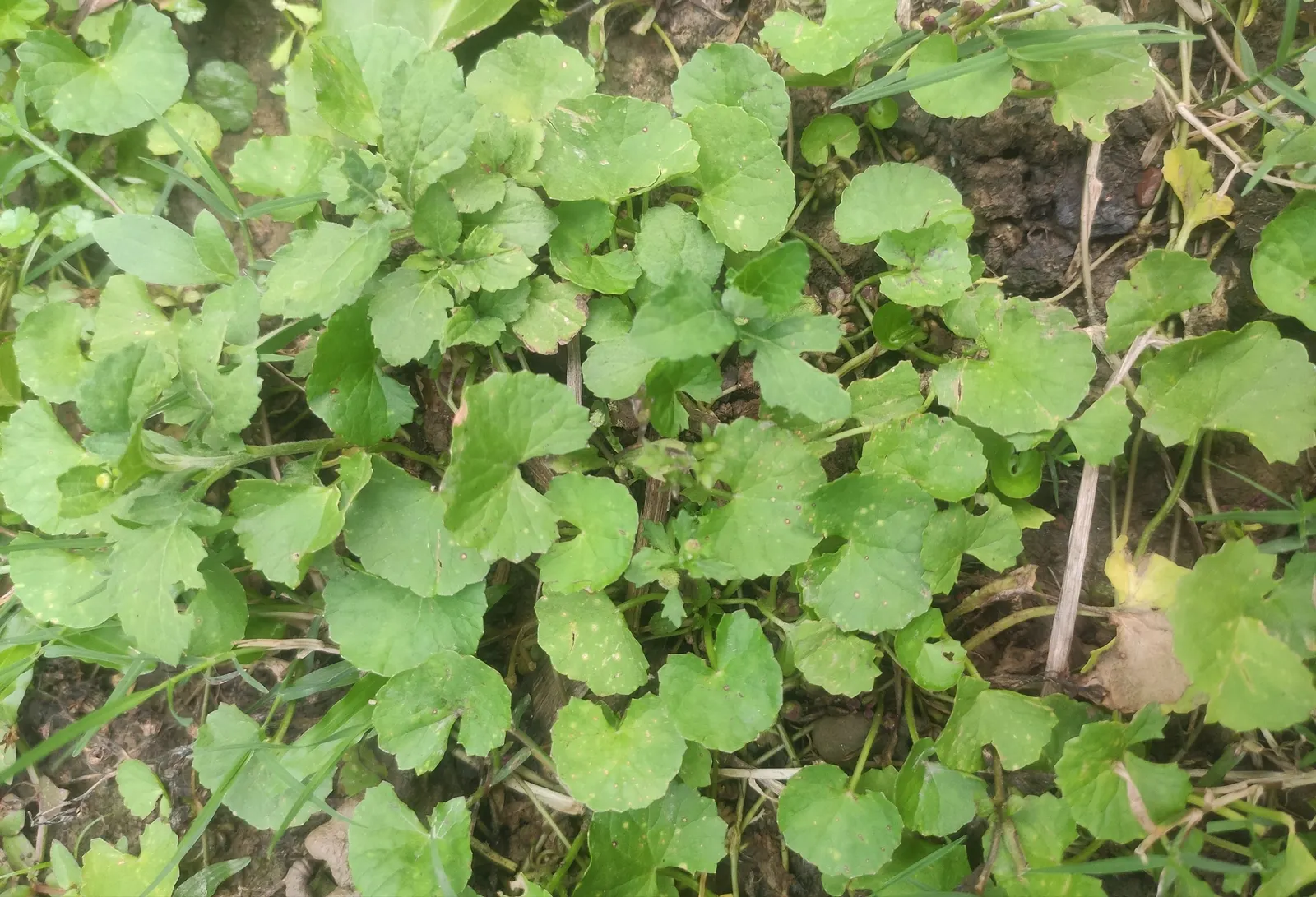 Liverleaf (Hepatica Nobilis) — each adorned by three lobed