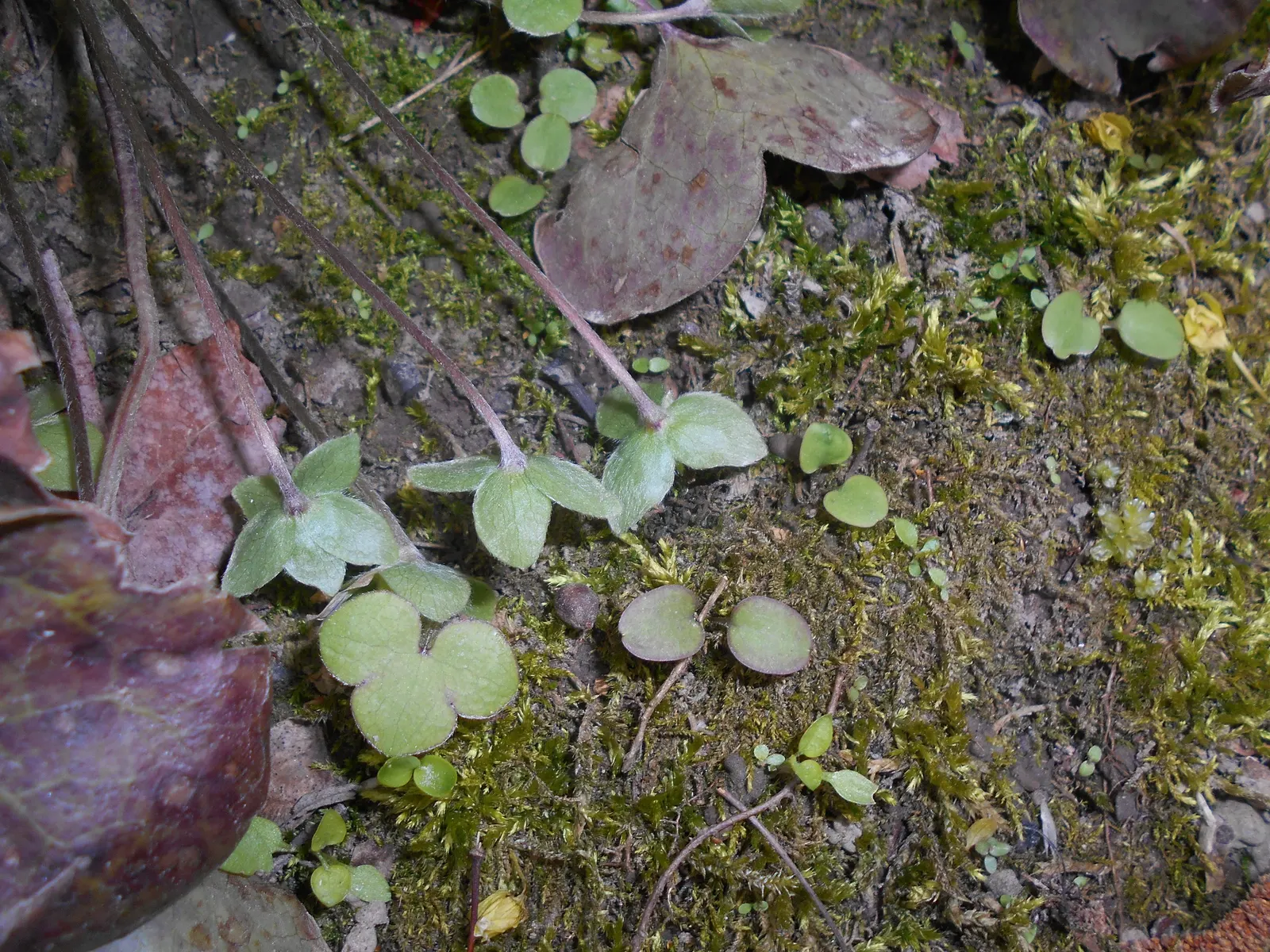 Liverleaf (Hepatica Nobilis) — These evergreen leaves emerge in a beautiful