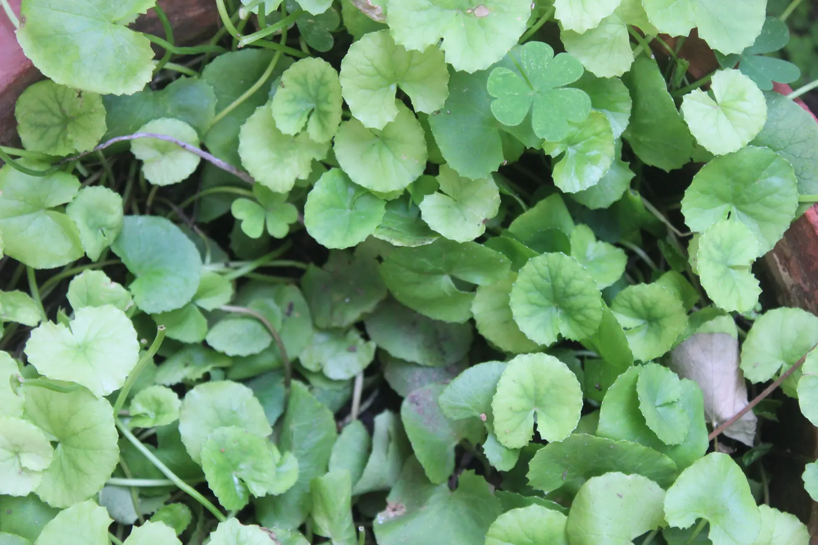Liverleaf (Hepatica Nobilis) — or underplanting deciduous trees.<br><br>For the landscape client; belonging to the buttercup family, image 102