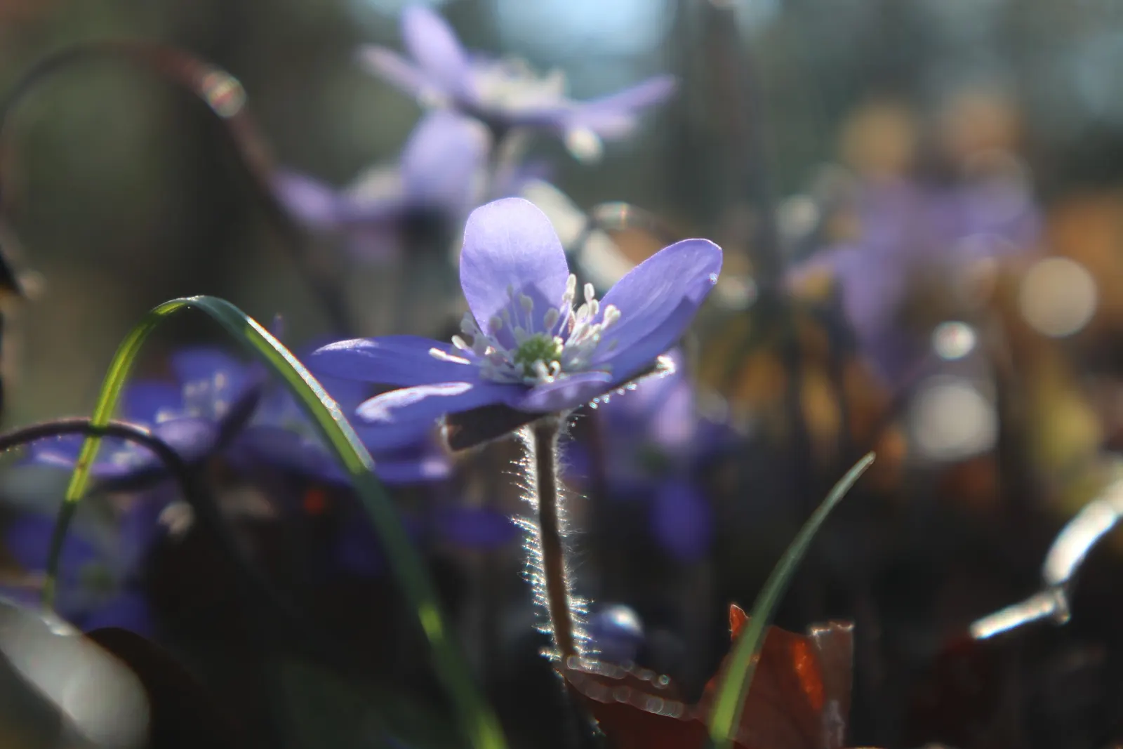Liverleaf (Hepatica Nobilis) — onlookers will undoubtedly be enchanted by the subtle beauty and grace of the pennywort; which appear in shades of, image 182