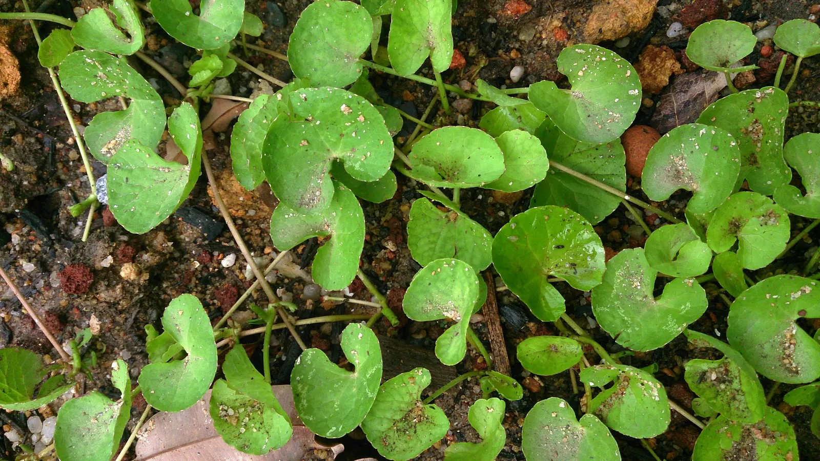 Liverleaf (Hepatica Nobilis) — ground cover / perennial with blue blooms; making it ideal for shaded borders, image 110