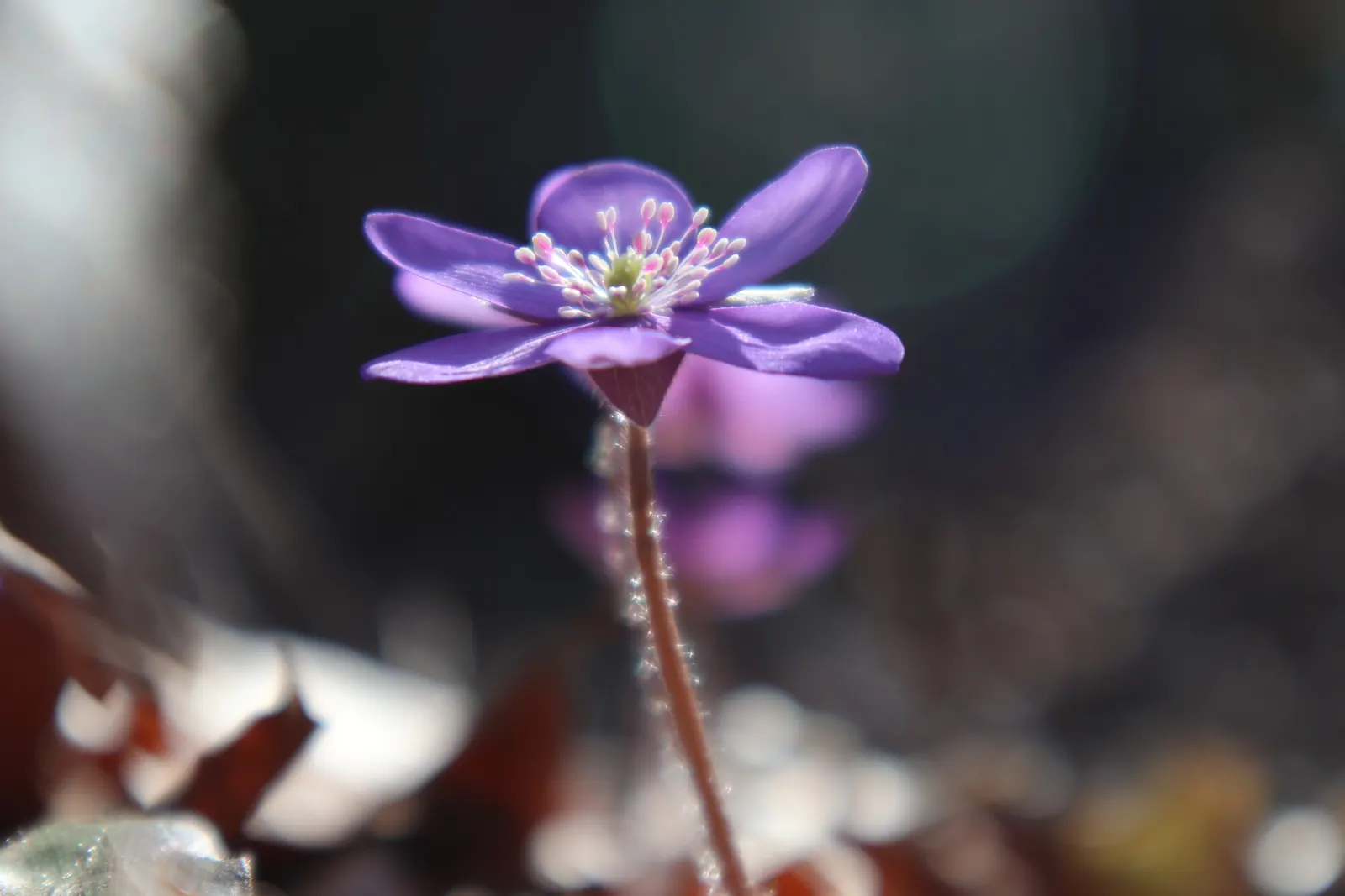 Liverleaf (Hepatica Nobilis) — With this captivating gem in the garden