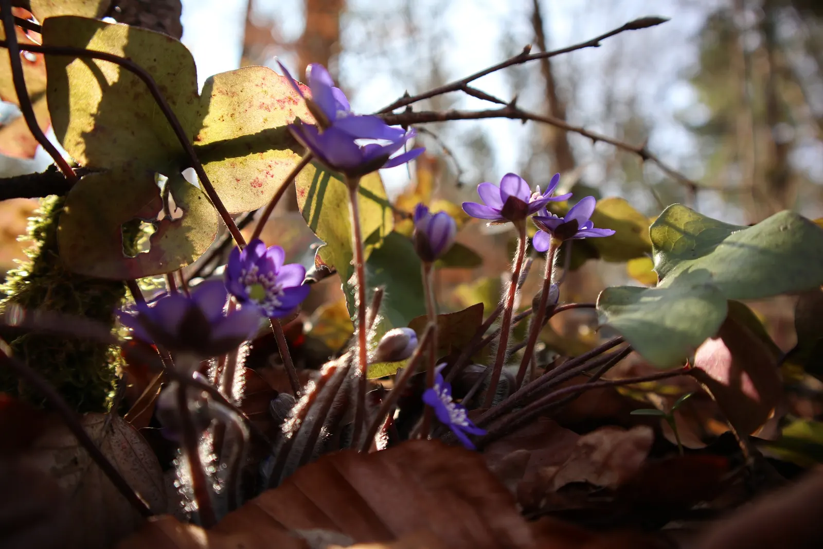 Liverleaf (Hepatica Nobilis) — which appear in shades of blue; or white.<br><br>The leaves of Hepatica nobilis are uniquely shaped, image 124