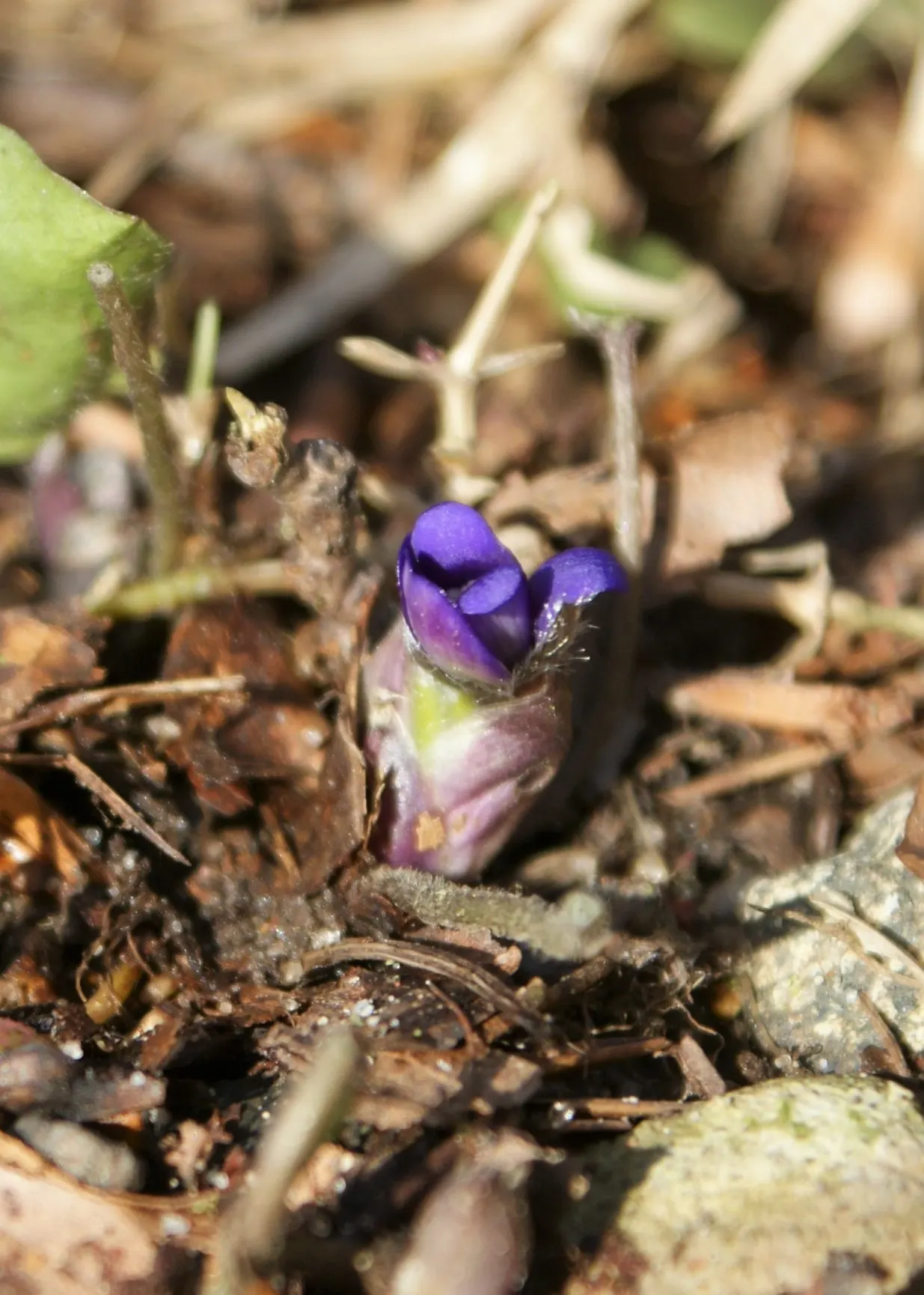 Liverleaf (Hepatica Nobilis) — With this captivating gem in the garden; commonly referred to as Pennywort or Liverwort, image 107