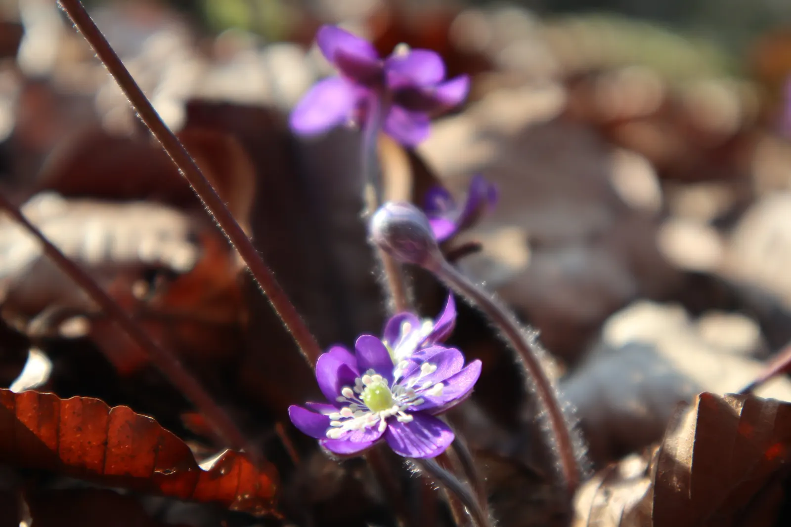 Liverleaf (Hepatica Nobilis) — With this captivating gem in the garden; commonly referred to as Pennywort or Liverwort, image 144