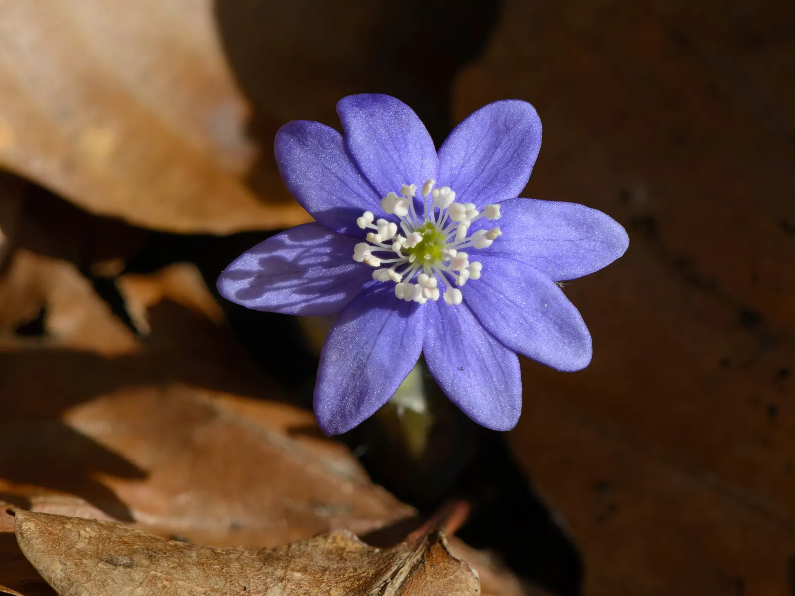 Liverleaf (Hepatica Nobilis) — A low-maintenance groundcover, it adds a splash of color in woodland settings or shaded rock gardens; attracting pollinators to
