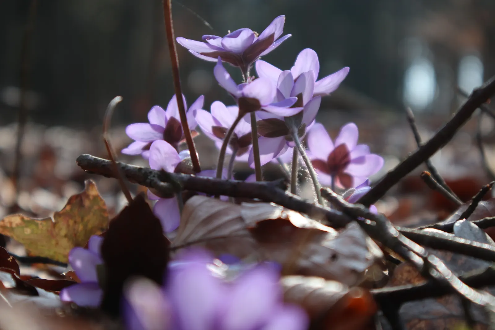 Liverleaf (Hepatica Nobilis) — ground cover / perennial with blue blooms; making it ideal for shaded borders