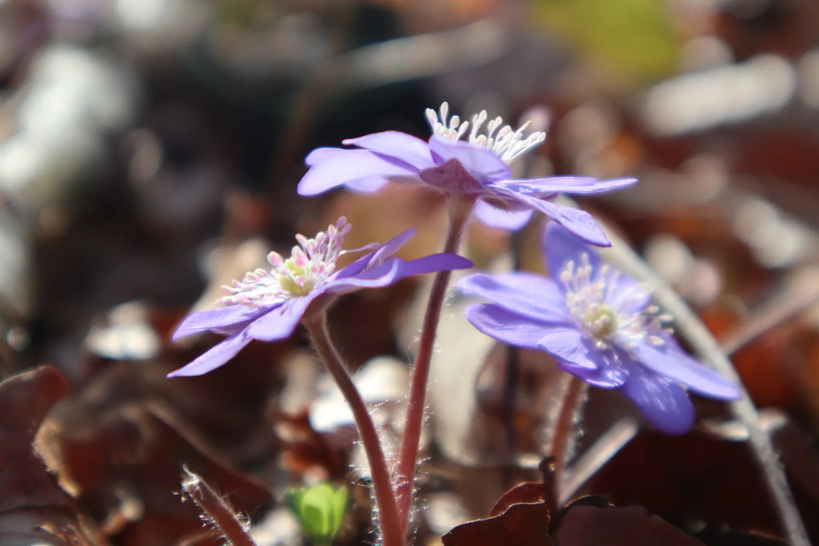 Liverleaf (Hepatica Nobilis) — each possessing between 6 to 10 petal-like sepals; is a charming herbaceous perennial that offers an early glimpse of spring
