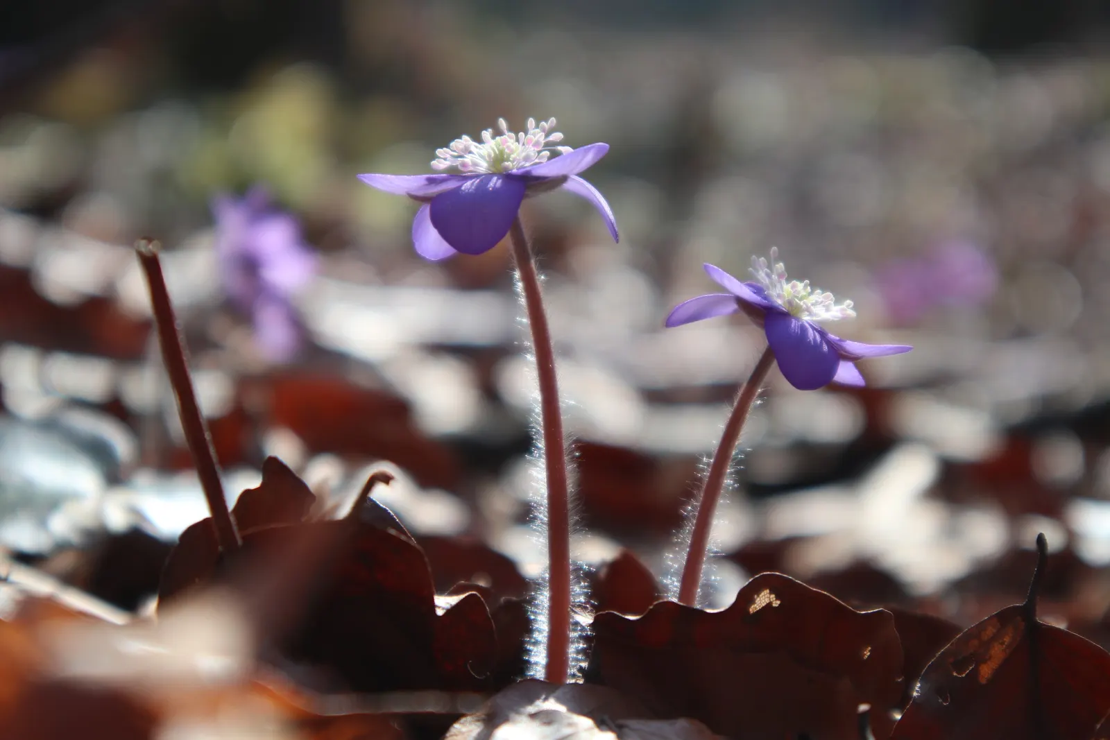 Liverleaf (Hepatica Nobilis) — the pennywort captivates onlookers with its strikingly delicate flowers; ground cover / perennial for shade