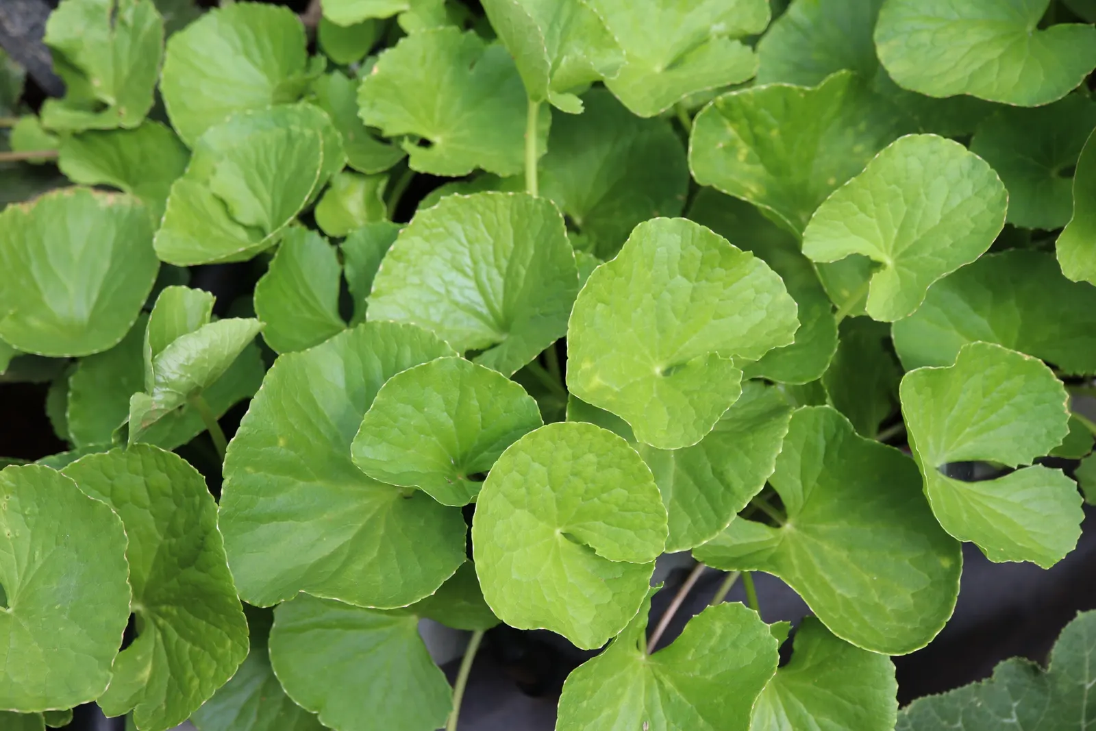 Liverleaf (Hepatica Nobilis) — Its early flowering fills the gaps before other perennials awake; the Hepatica nobilis offers a ground layer that is both