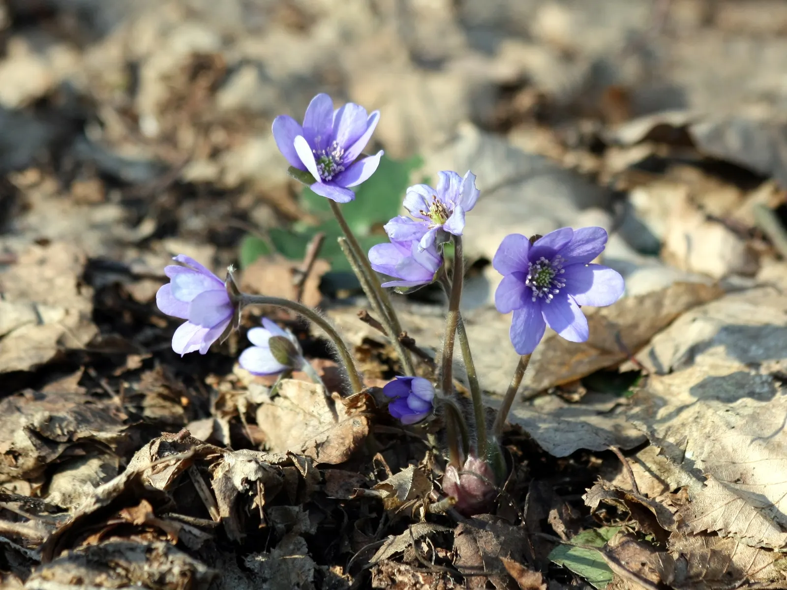 Liverleaf (Hepatica Nobilis) — humus-rich soils with a slight acidity to neutrality (pH 6.0 to 7.0); they measure about 2 to 3 inches across
