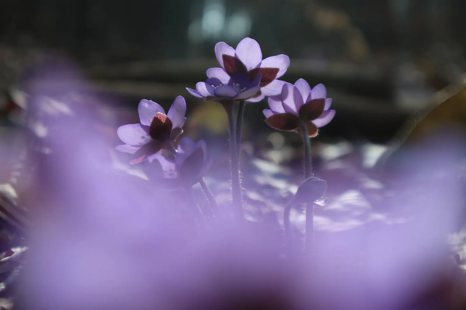 Liverleaf (Hepatica Nobilis) — These evergreen leaves emerge in a beautiful; with this captivating gem in the garden, image 169