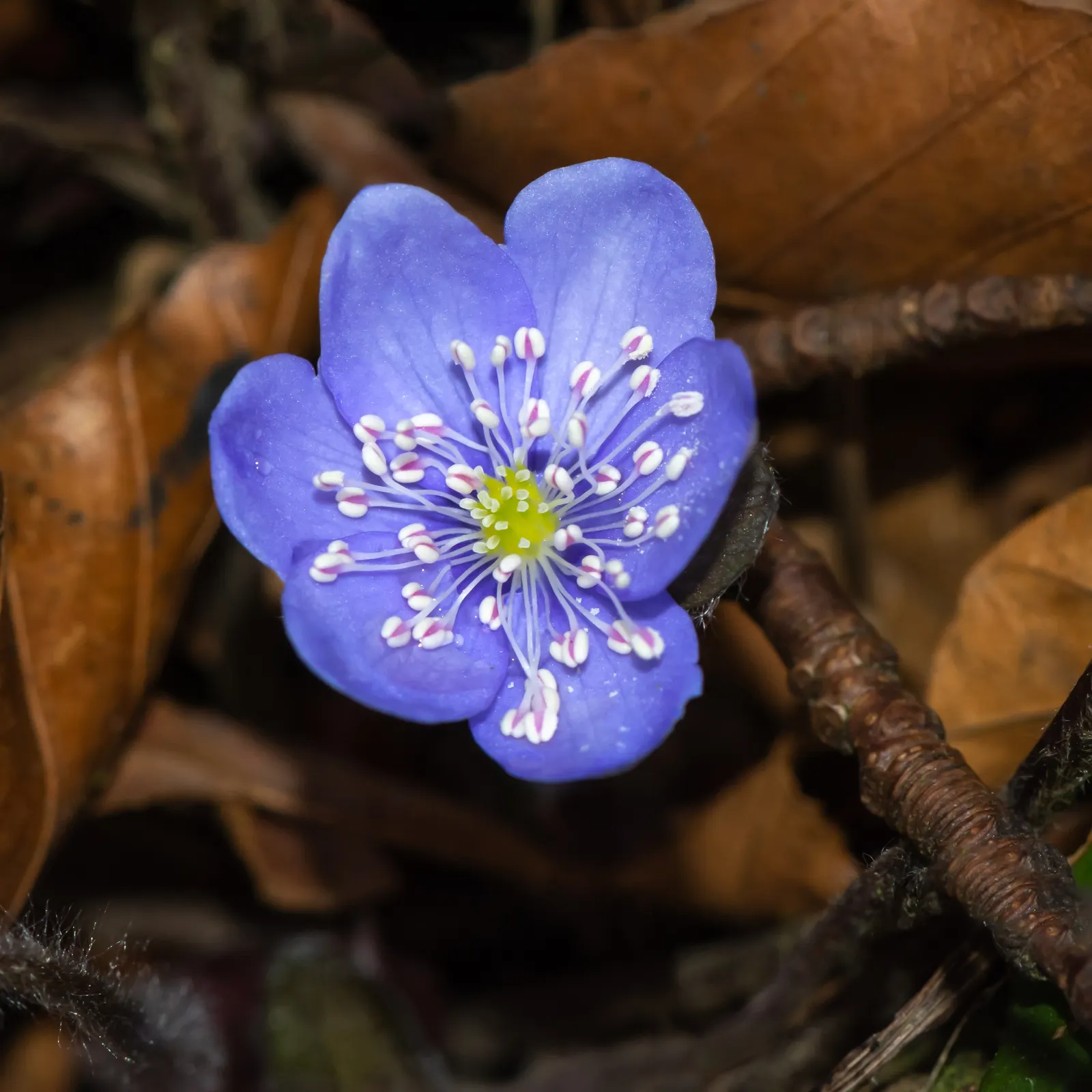 Liverleaf (Hepatica Nobilis) — or underplanting deciduous trees.<br><br>For the landscape client; belonging to the buttercup family