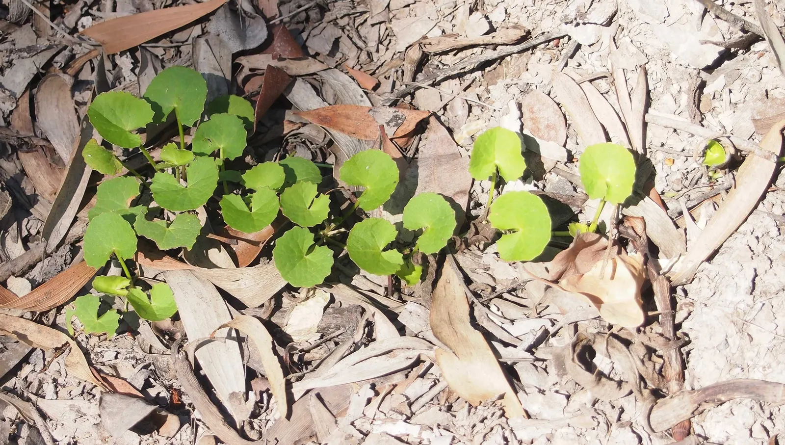 Liverleaf (Hepatica Nobilis) — They measure about 2 to 3 inches across; a low-maintenance groundcover, it adds a splash of color in woodland, image 91
