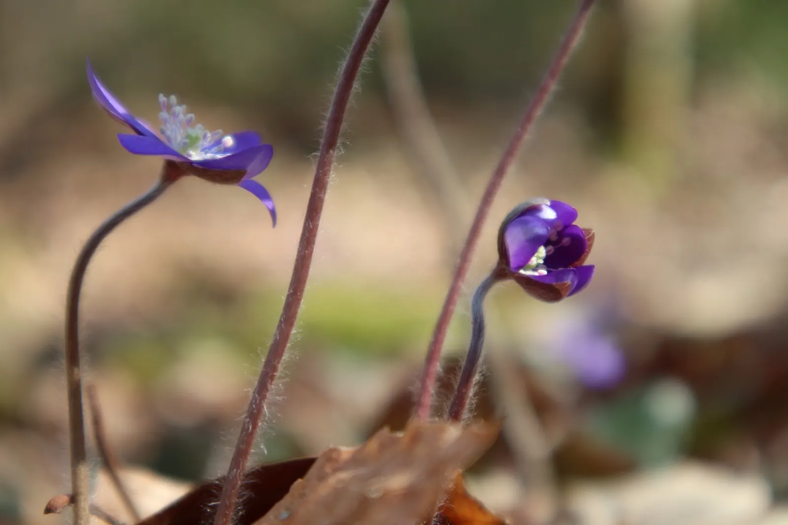 Liverleaf (Hepatica Nobilis) — which replicates its natural woodland habitat; its early flowering fills the gaps before other perennials awake, image 137