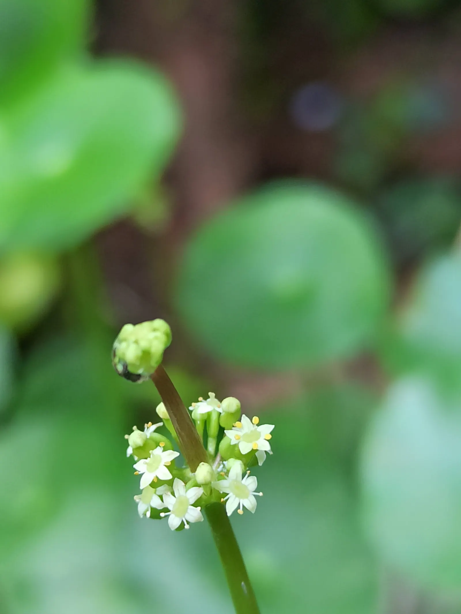 Liverleaf (Hepatica Nobilis) — A low-maintenance groundcover, it adds a splash of color in woodland settings or shaded rock gardens; attracting, image 190