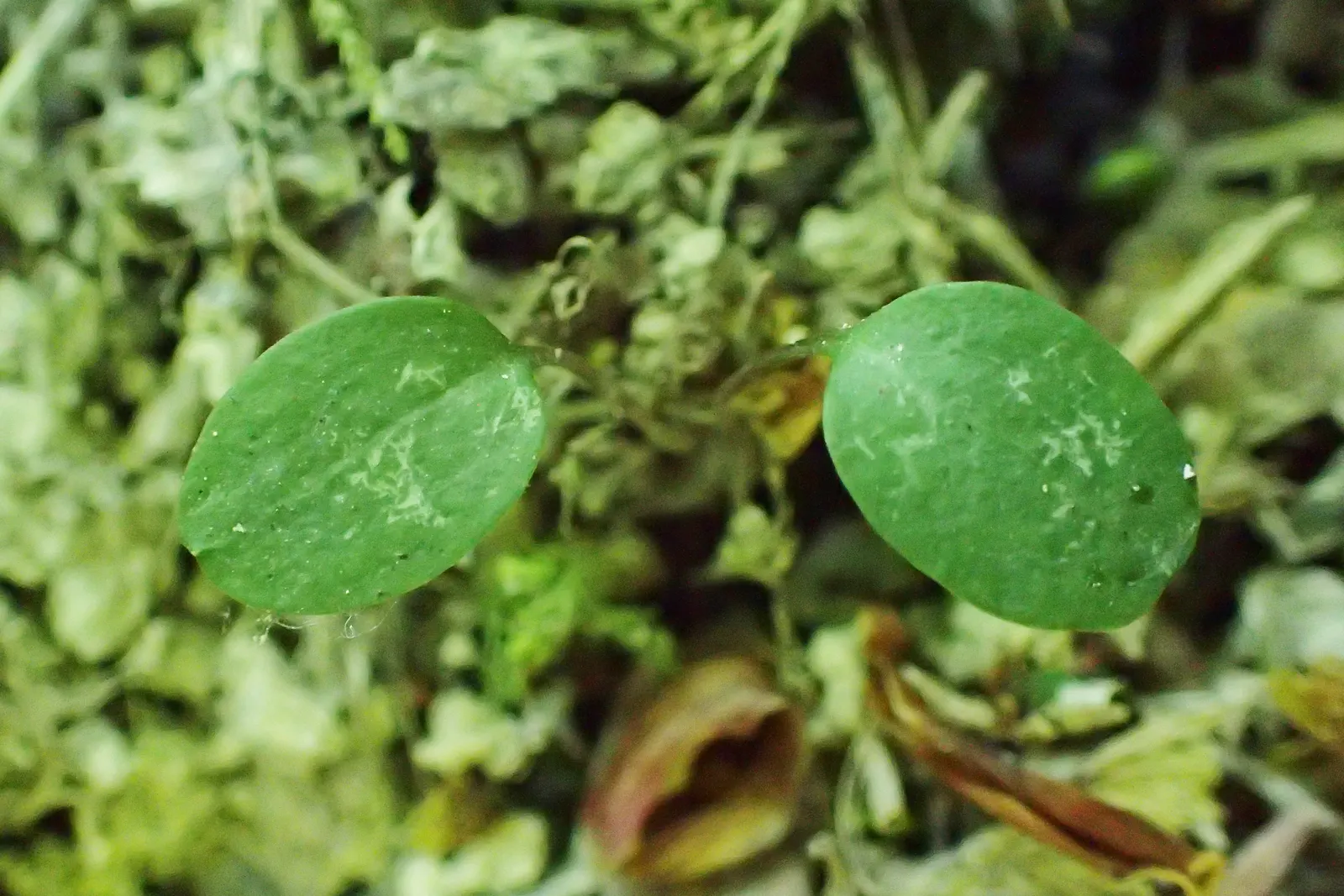 Liverleaf (Hepatica Nobilis) — the Hepatica nobilis offers a ground layer that is both aesthetically pleasing and low maintenance; resembling the, image 103