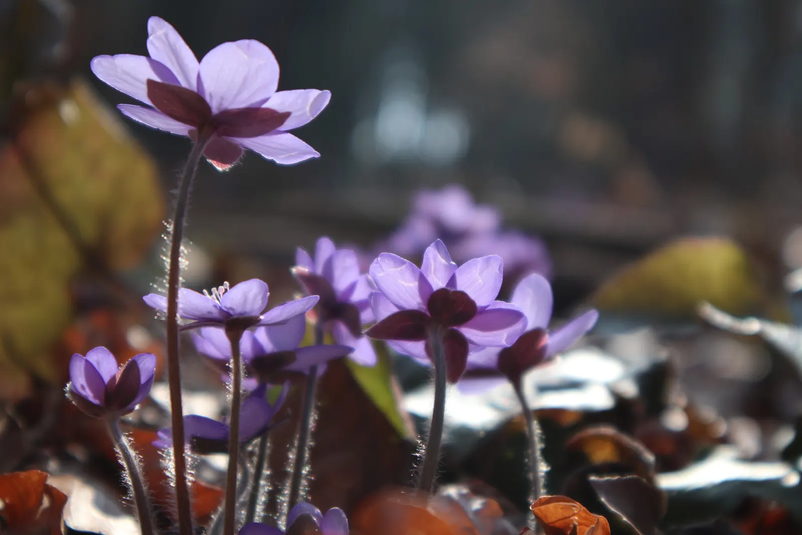Liverleaf (Hepatica Nobilis) — is a charming herbaceous perennial that offers an early glimpse of spring with its delightful blooms