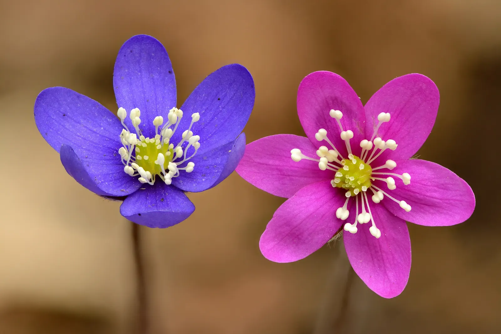 Liverleaf (Hepatica Nobilis) — Belonging to the buttercup family; which is the origin of its name