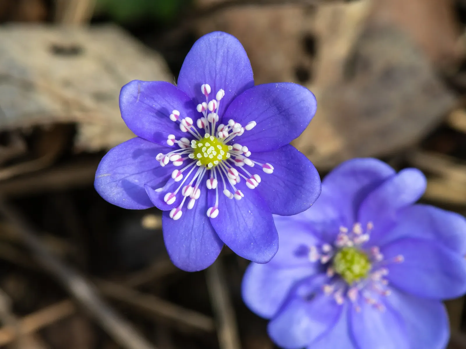 Liverleaf (Hepatica Nobilis) — A low-maintenance groundcover, it adds a splash of color in woodland settings or shaded rock gardens; attracting, image 79