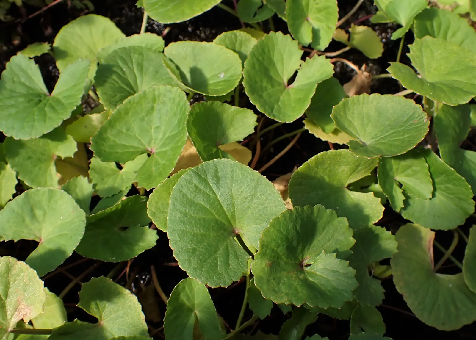 Liverleaf (Hepatica Nobilis) — They measure about 2 to 3 inches across; a low-maintenance groundcover, it adds a splash of color in woodland, image 128