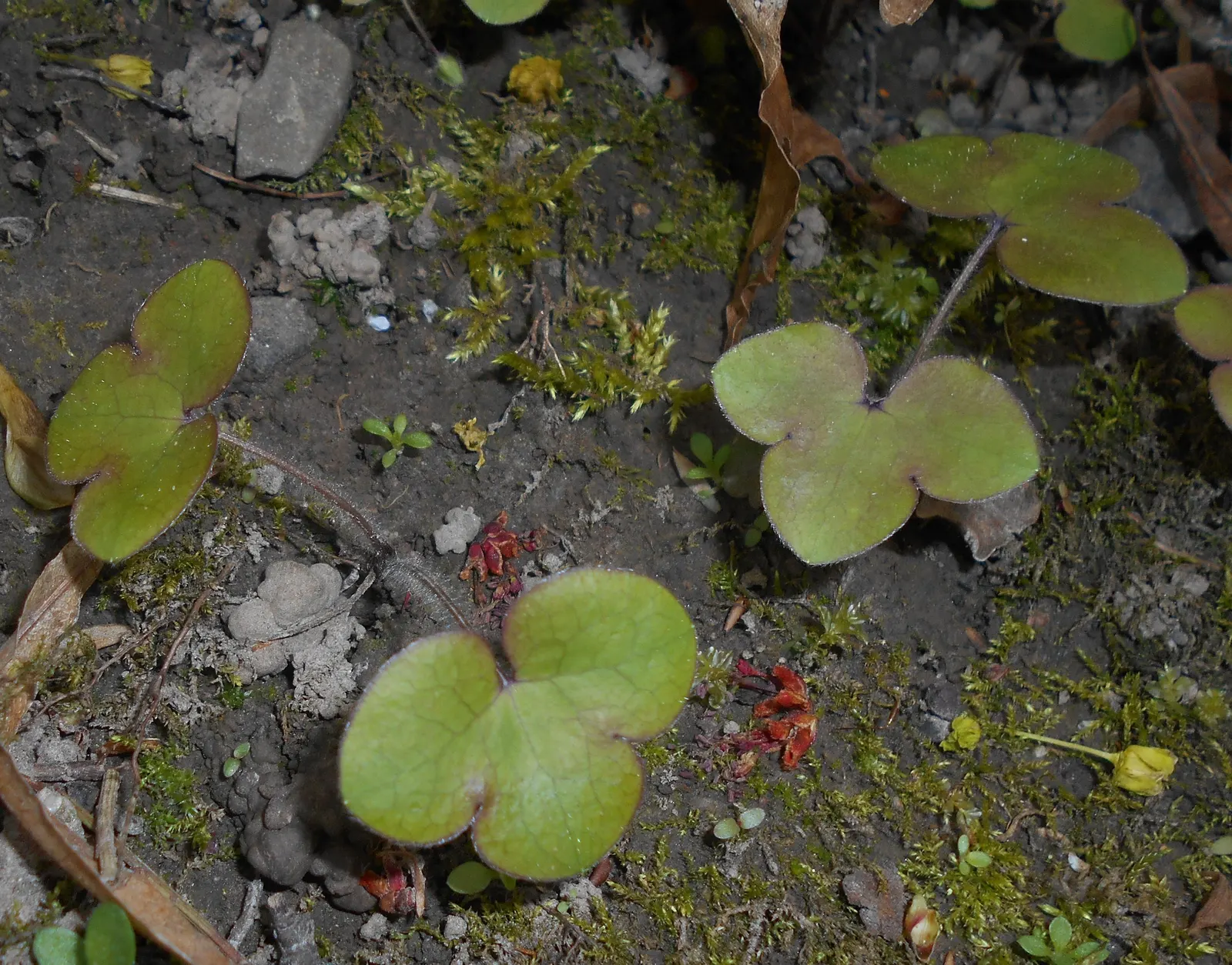 Liverleaf (Hepatica Nobilis) — ground cover / perennial for shade; onlookers will undoubtedly be enchanted by the subtle beauty and grace of the, image 148