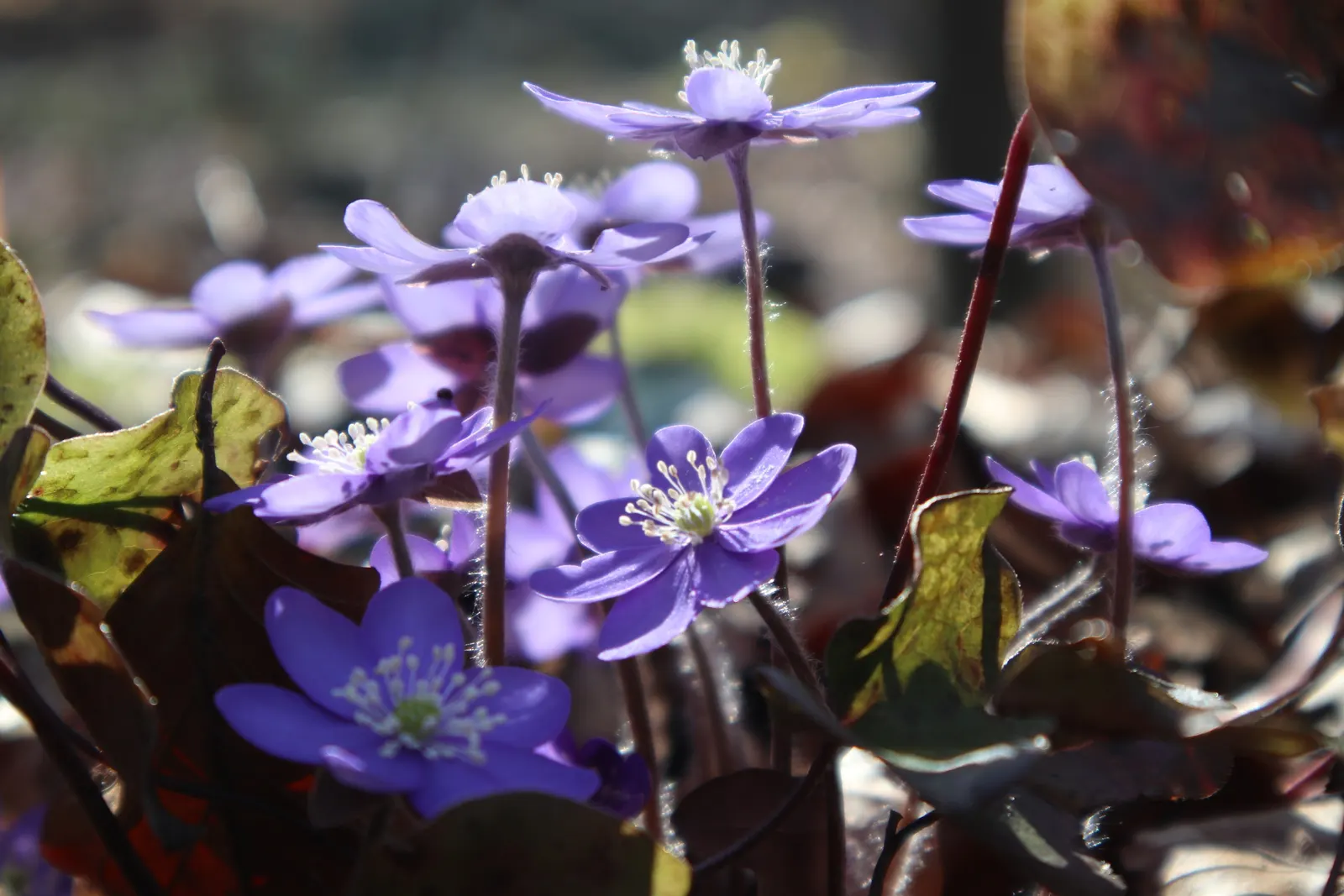 Liverleaf (Hepatica Nobilis) — bronze-purple hue during the spring before maturing to a rich green.<br><br>Hardy in USDA zones 4 through 8; each adorned by