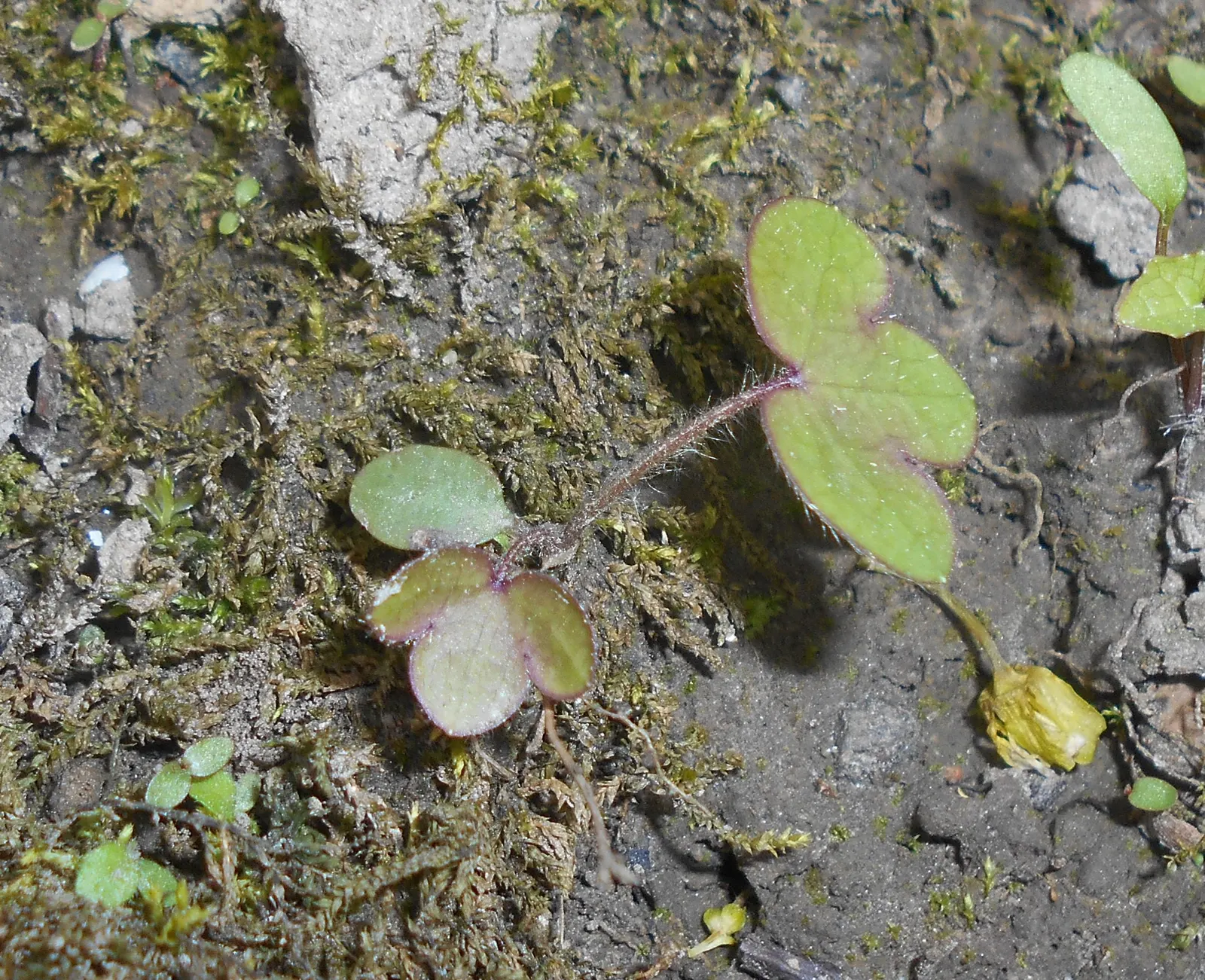 Liverleaf (Hepatica Nobilis) — which is the origin of its name; blue flowers in the garden, image 90