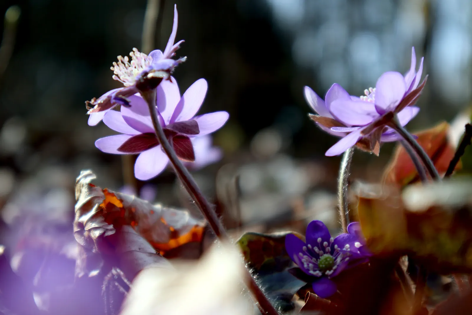 Liverleaf (Hepatica Nobilis) — providing year-round interest