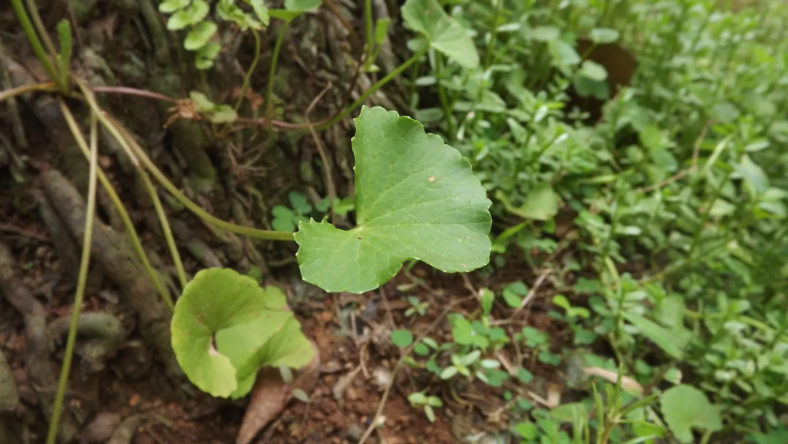Liverleaf (Hepatica Nobilis) — humus-rich soils with a slight acidity to neutrality (pH 6.0 to 7.0)