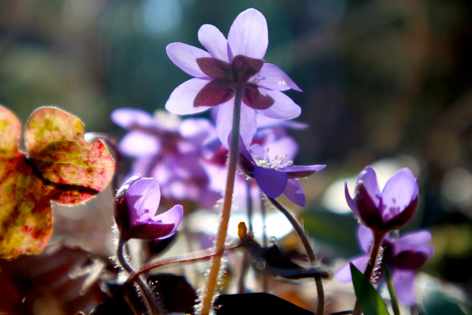 Liverleaf (Hepatica Nobilis) — each possessing between 6 to 10 petal-like sepals; is a charming herbaceous perennial that offers an early glimpse, image 123