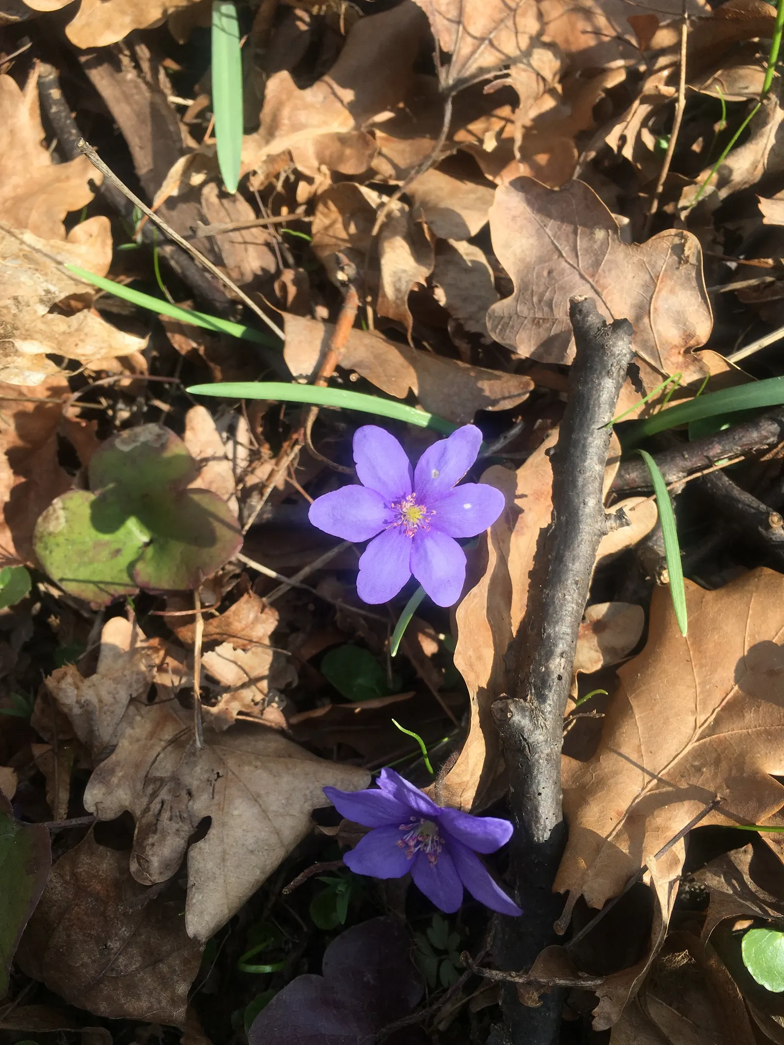 Liverleaf (Hepatica Nobilis) — Thriving in partial to full shade, it demands well-draining soil rich in organic matter; it is best positioned in, image 152