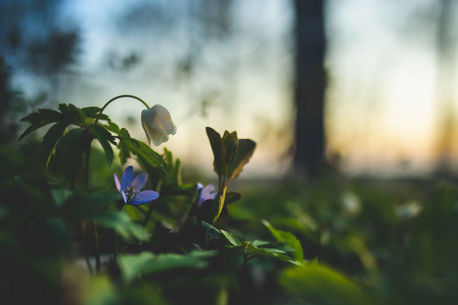 Liverleaf (Hepatica Nobilis) — with a similar spread of 6 to 9 inches; requiring minimal care once established, image 84
