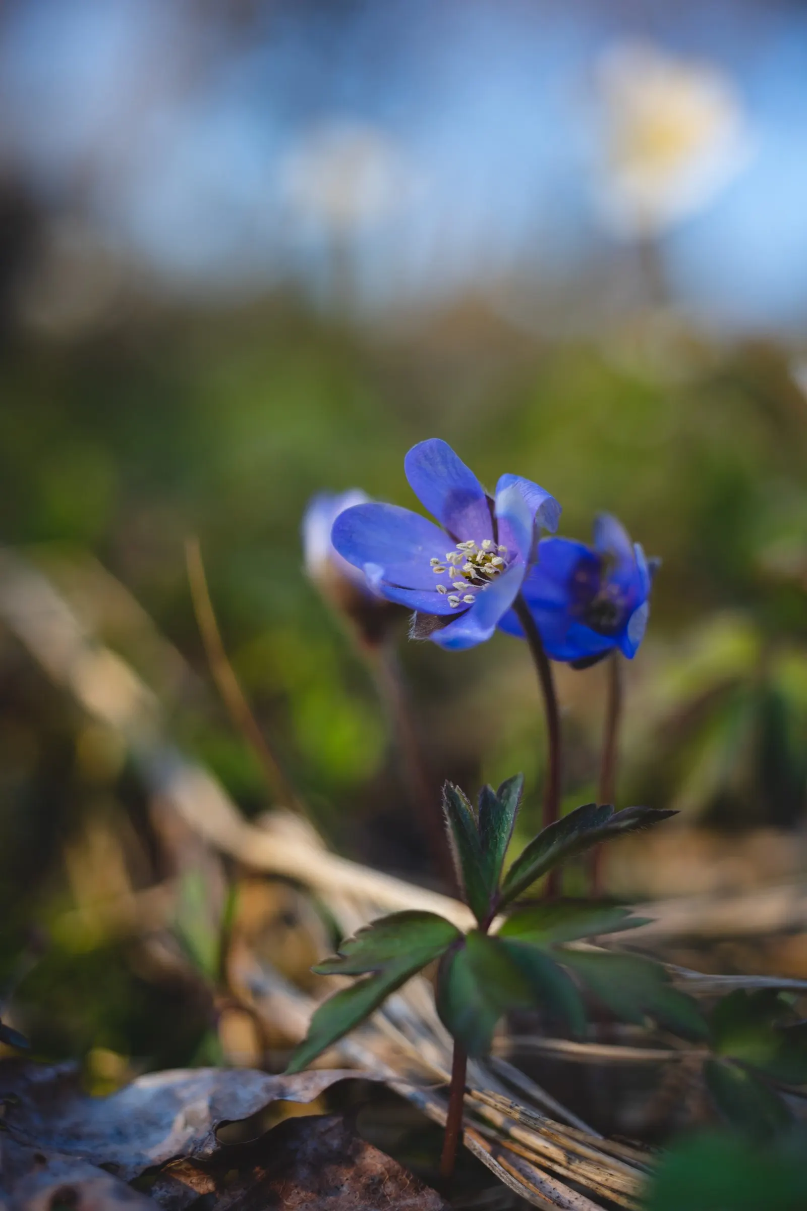 Liverleaf (Hepatica Nobilis) — the Hepatica nobilis offers a ground layer that is both aesthetically pleasing and low maintenance; resembling the lobes of a