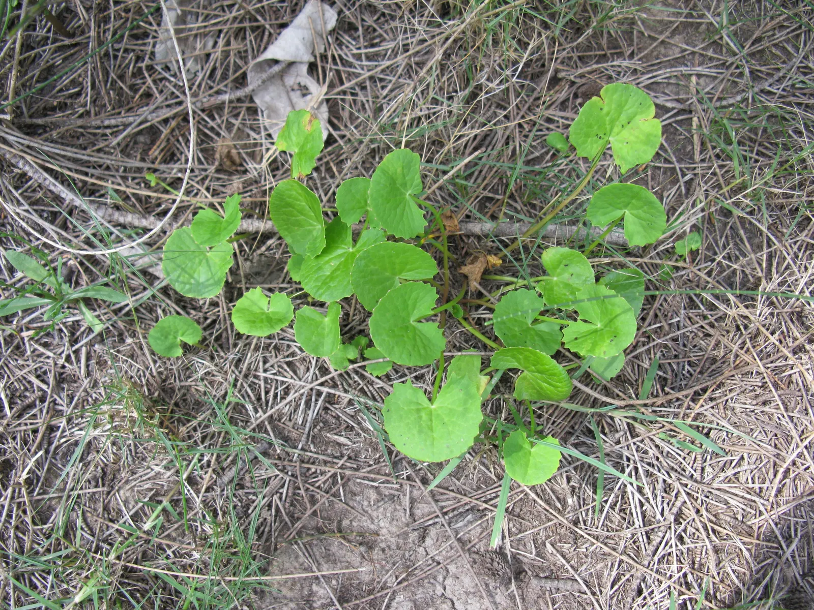 Liverleaf (Hepatica Nobilis) — the pennywort captivates onlookers with its strikingly delicate flowers; ground cover / perennial for shade, image 122