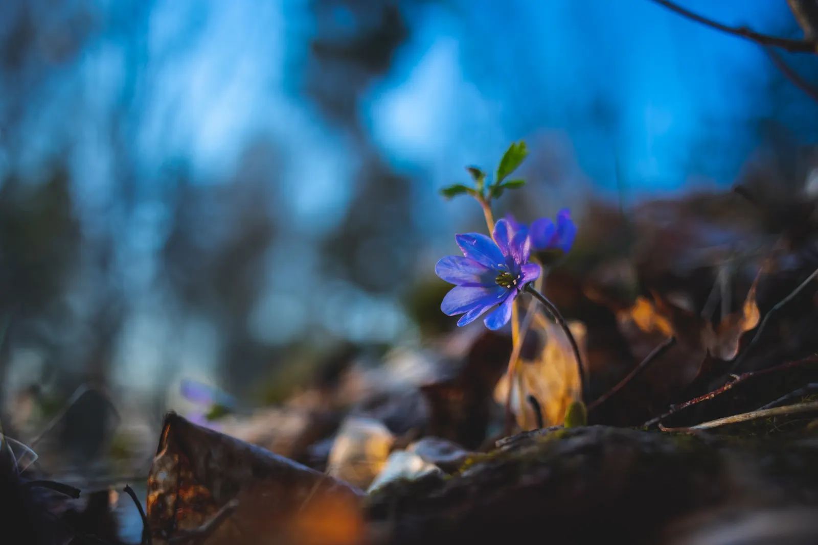 Liverleaf (Hepatica Nobilis) — the pennywort prefers well-drained; with a similar spread of 6 to 9 inches