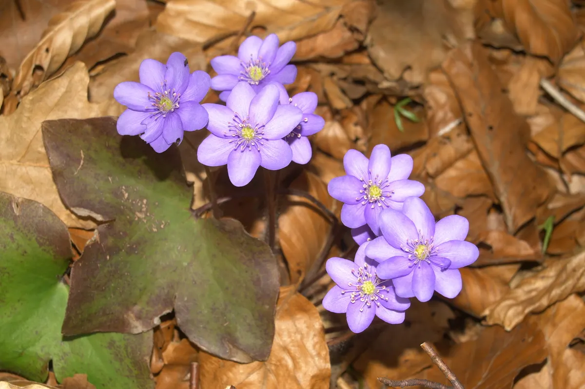 Liverleaf (Hepatica Nobilis) — the pennywort prefers well-drained; with a similar spread of 6 to 9 inches, image 97