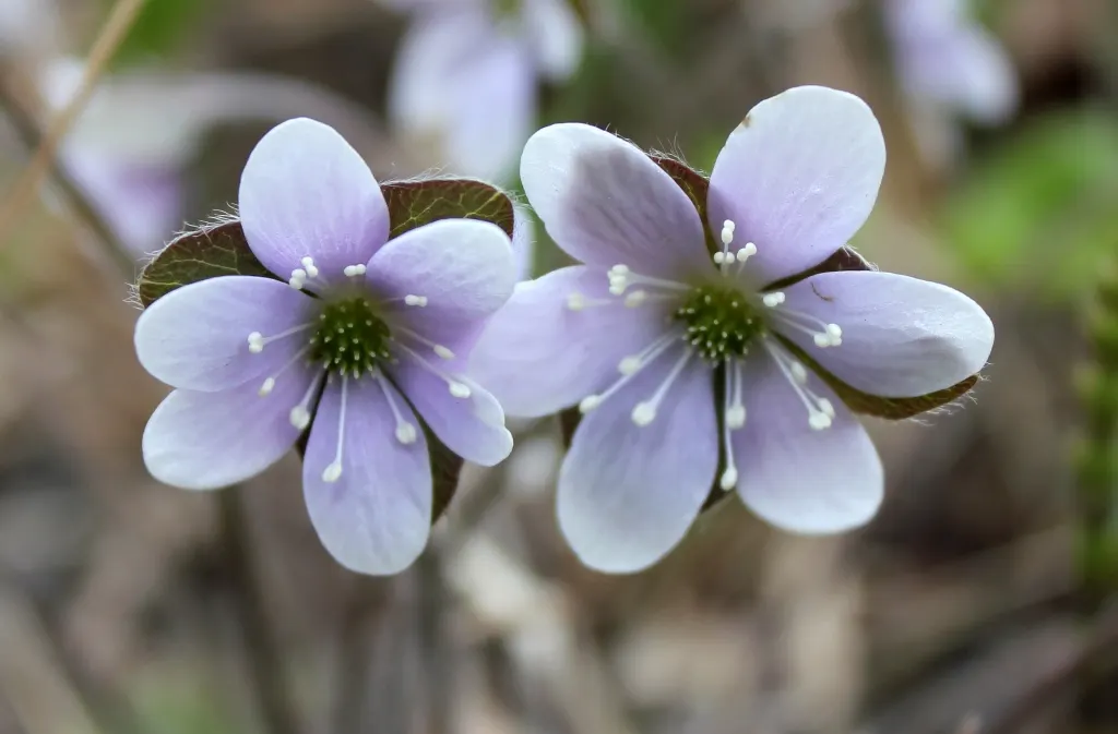 Liverleaf (Hepatica Nobilis) — This petite perennial reaches about 4 to 6 inches in height; the pennywort captivates onlookers with its strikingly delicate