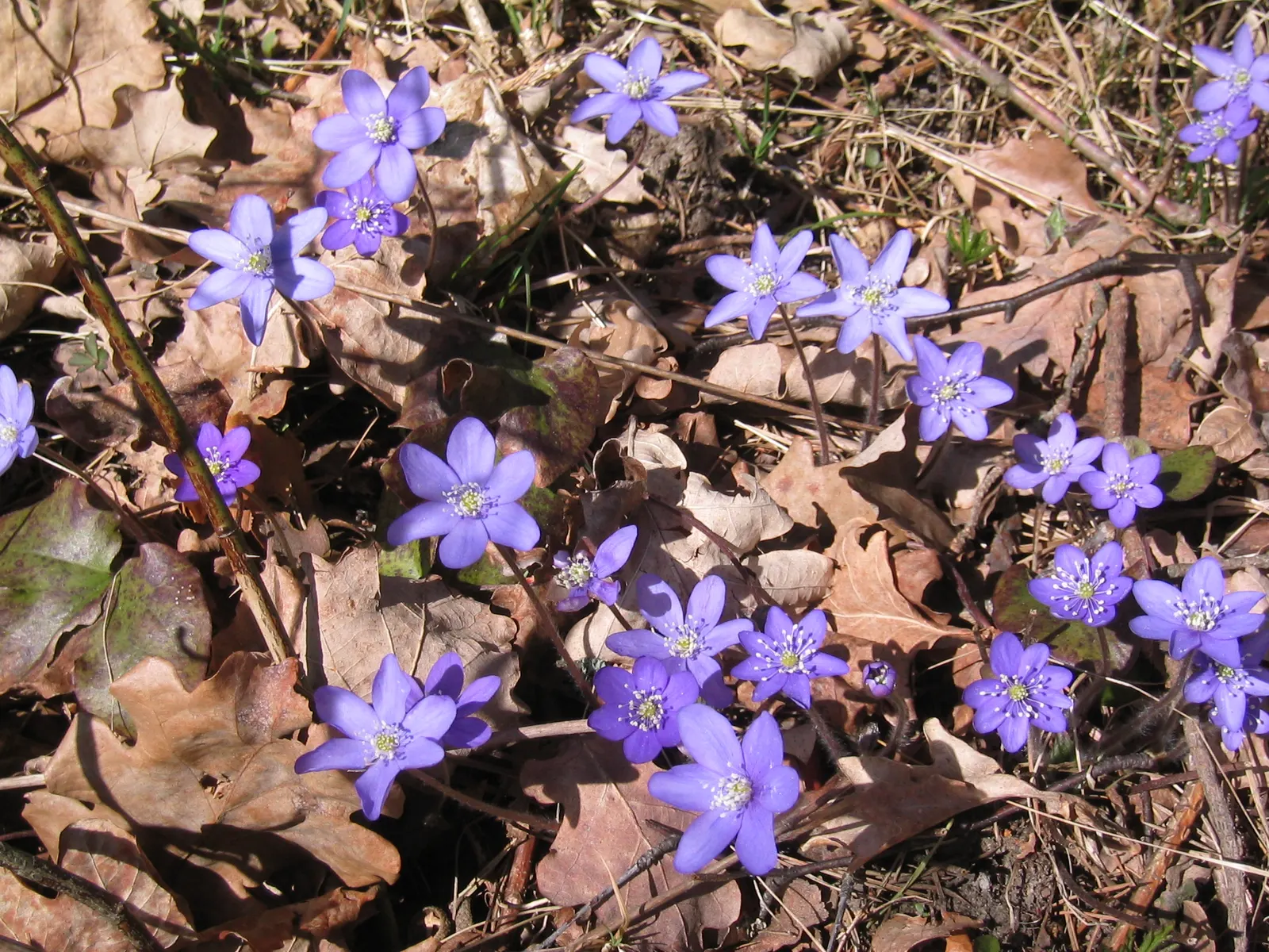 Liverleaf (Hepatica Nobilis) — each possessing between 6 to 10 petal-like sepals; is a charming herbaceous perennial that offers an early glimpse, image 160