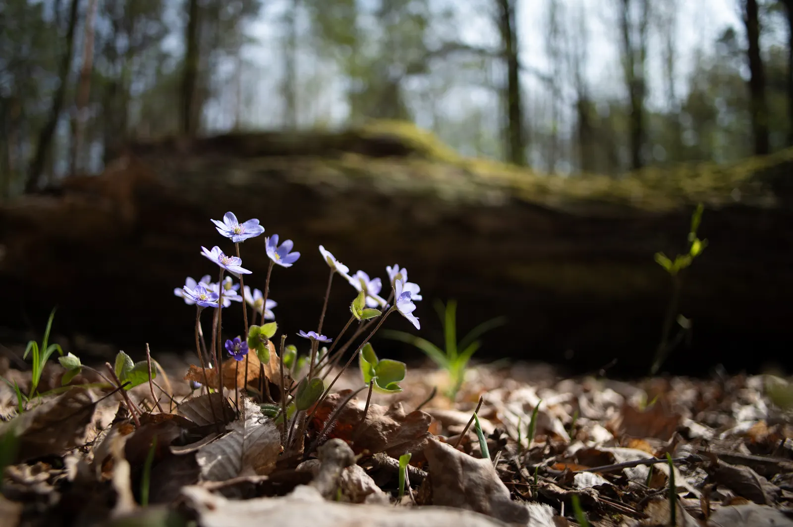 Liverleaf (Hepatica Nobilis) — with a similar spread of 6 to 9 inches