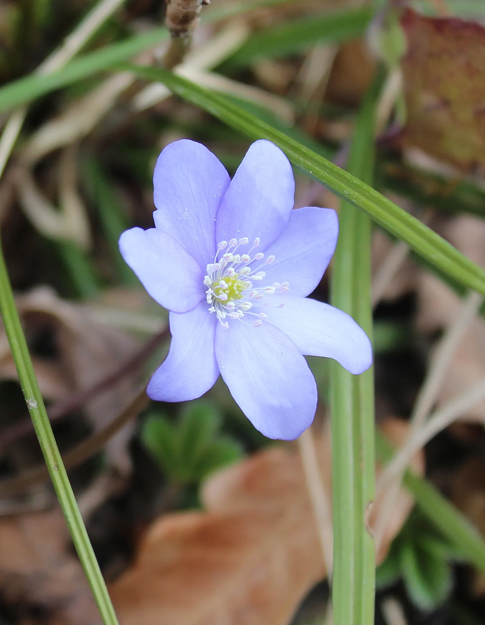 Liverleaf (Hepatica Nobilis) — each adorned by three lobed; exhibit a leathery texture, image 114