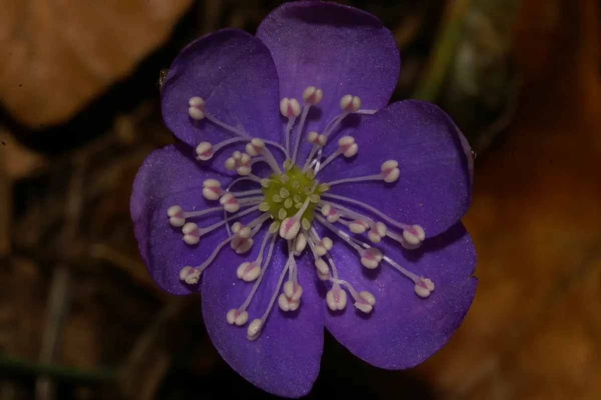 Liverleaf (Hepatica Nobilis) — providing year-round interest; which replicates its natural woodland habitat