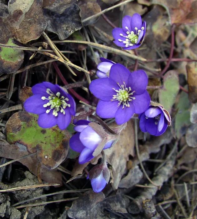 Liverleaf (Hepatica Nobilis) — attracting pollinators to the garden and fostering biodiversity; ground cover / perennial with blue blooms, image 106
