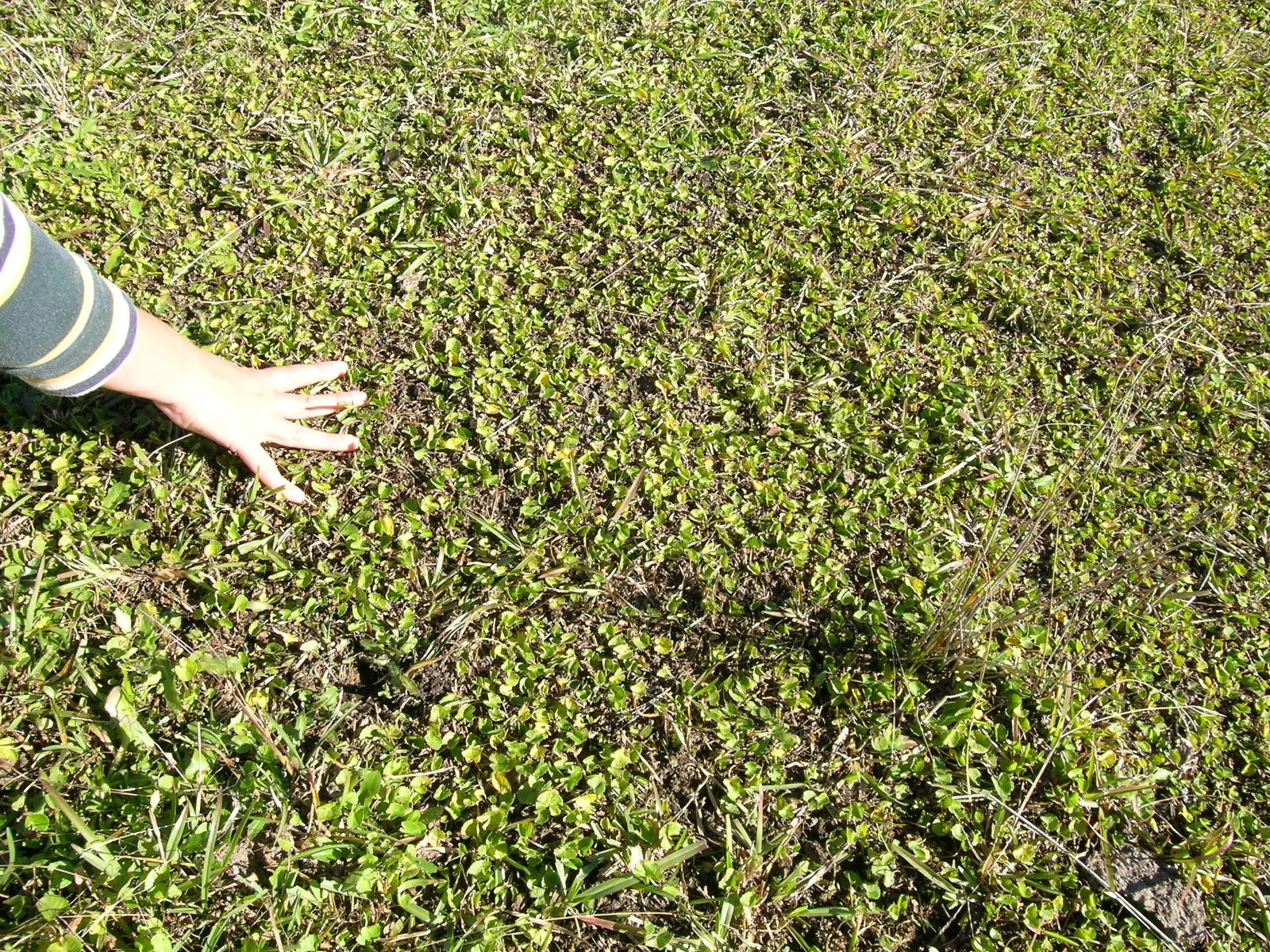 Liverleaf (Hepatica Nobilis) — this low-growing plant typically reaches heights of just 4 to 6 inches
