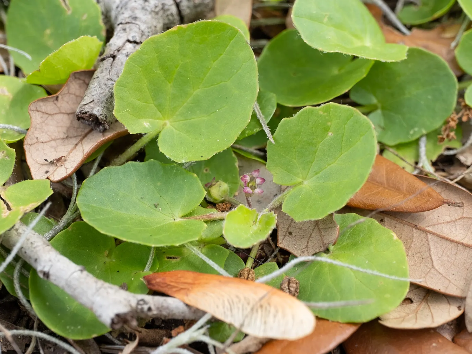 Liverleaf (Hepatica Nobilis) — commonly referred to as Pennywort or Liverwort; this petite perennial reaches about 4 to 6 inches in height, image 191