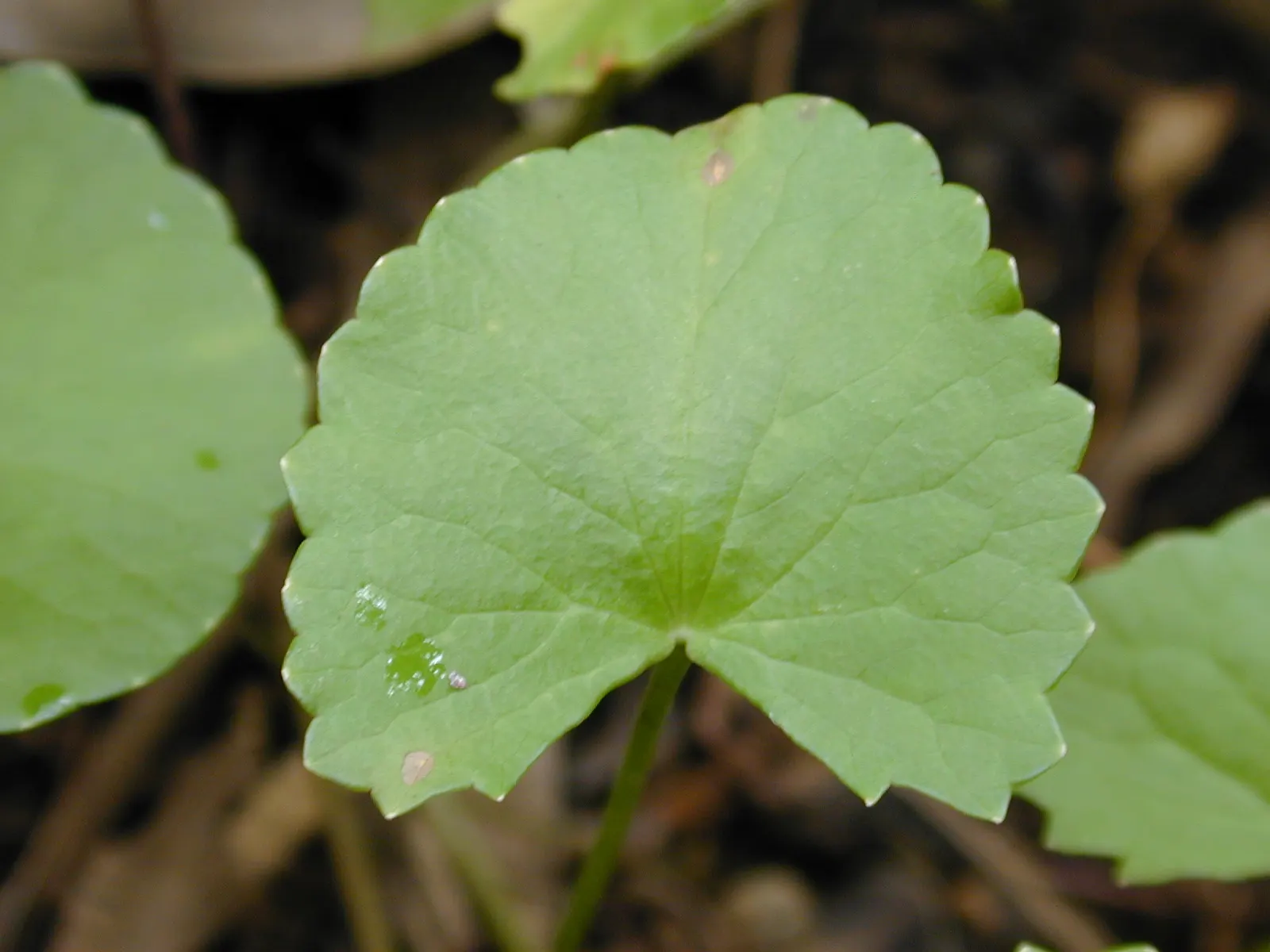Liverleaf (Hepatica Nobilis) — ground cover / perennial for shade; onlookers will undoubtedly be enchanted by the subtle beauty and grace of the, image 111