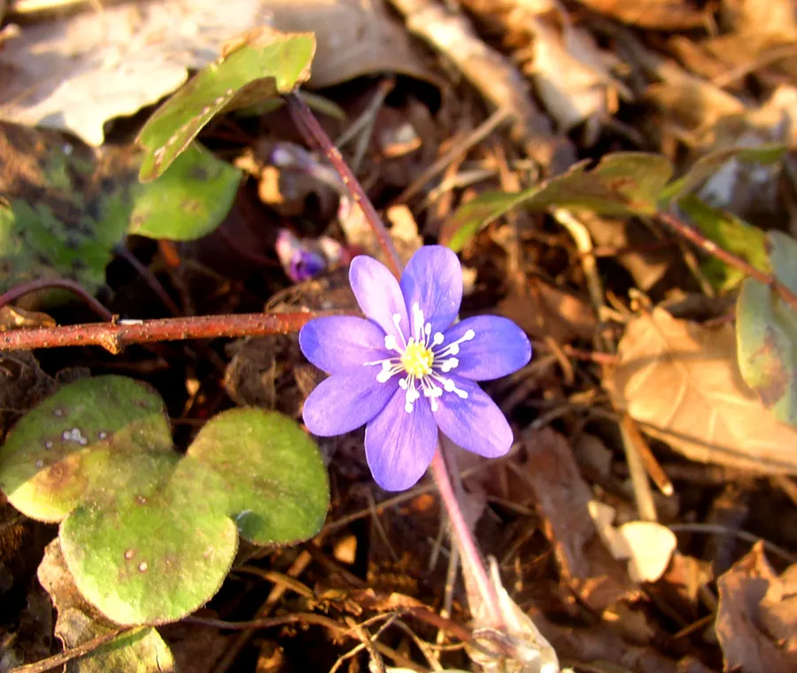 Liverleaf (Hepatica Nobilis) — which appear in shades of blue; or white.<br><br>The leaves of Hepatica nobilis are uniquely shaped, image 161